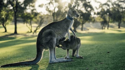 cangurus na grama na Austrália