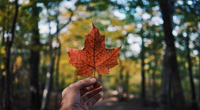 mão segurando maple tree