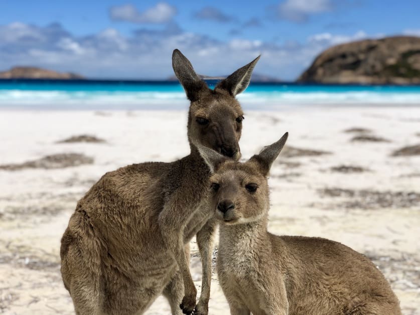 cangurus na frente de praia na Austrália