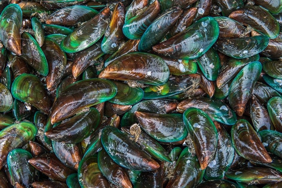 Mexilhões de lábios verdes Nova Zelândia