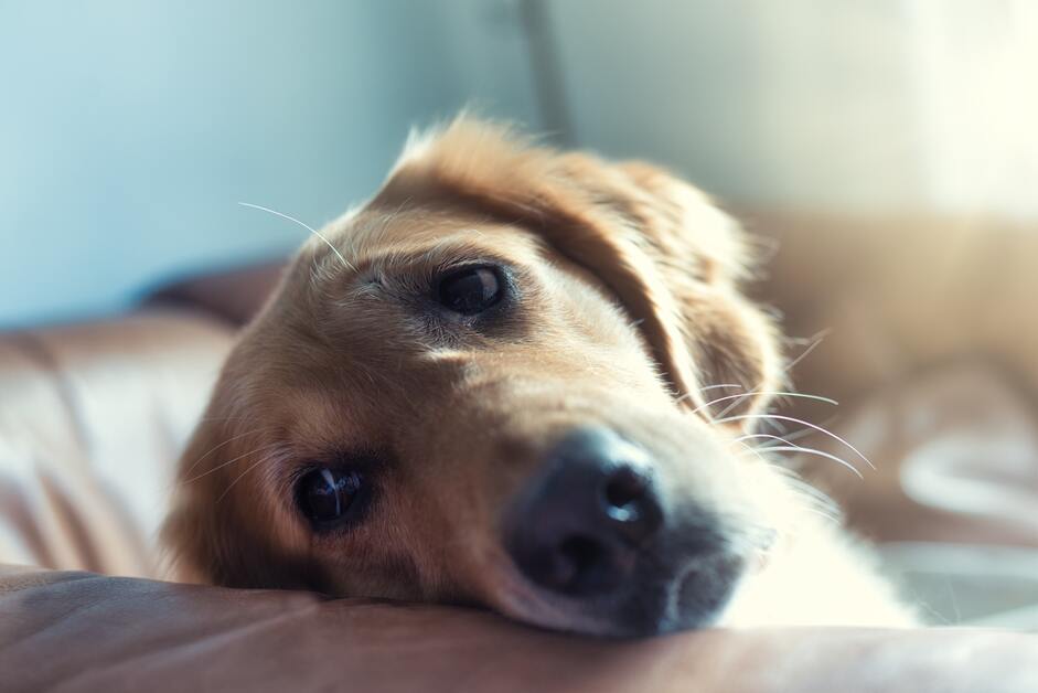 cachorro com cara de triste deitado no sofá